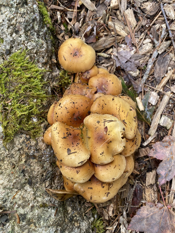 A funky cluster
